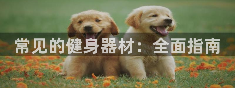 极悦娱乐贴吧：常见的健身器材：全面指南